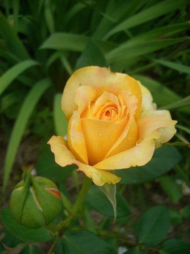 'Caramel Antike Freelander ®' • Antique Caramel ® • KORtiglo; Florists Rose, Hybrid Tea.  Freelander ® Collection.  Bred by Tim Hermann Kordes (Germany, 1997).
