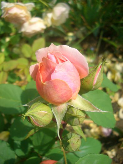 'Paul Bocuse ®' • MASpaujeu; Shrub.  Generosa ® Collection.  Bred by Dominique Massad (France, 1992).
