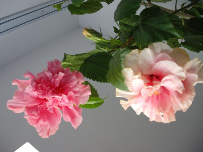DSCF1335