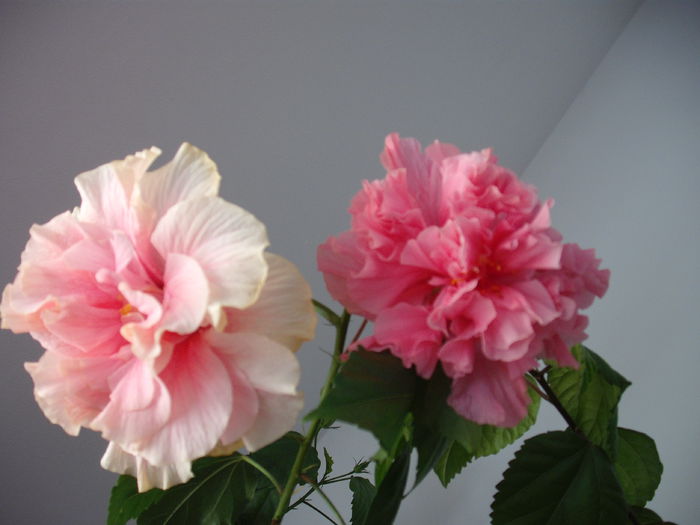 DSCF1337