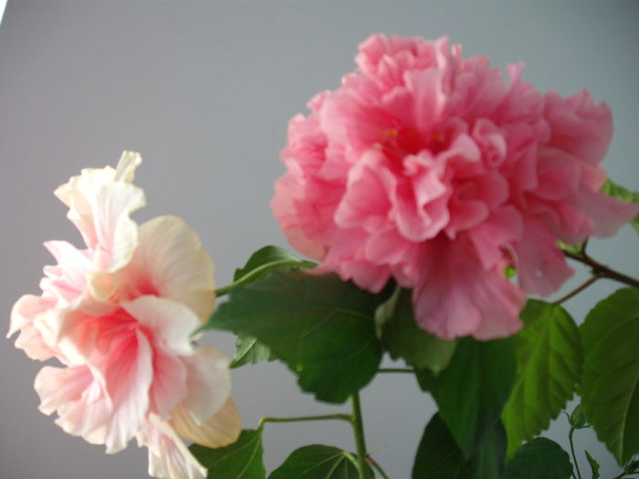 DSCF1342