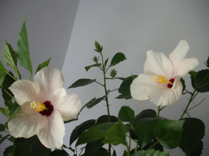 DSCF1346