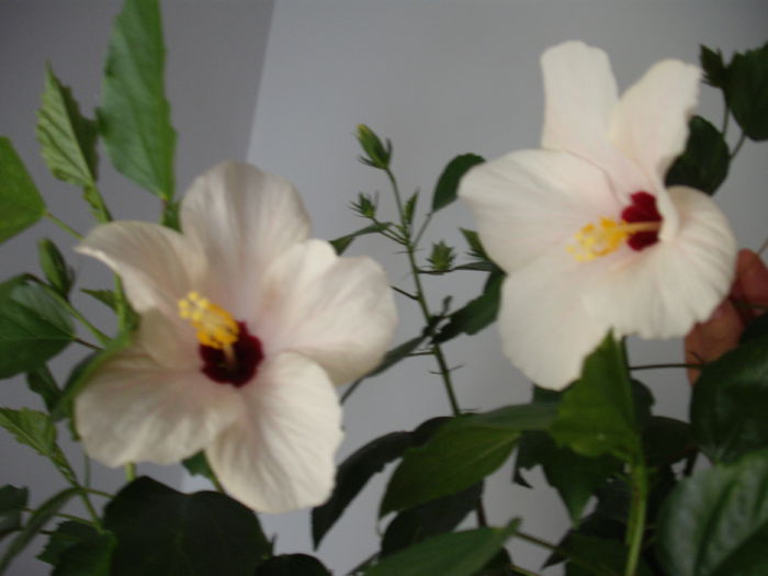 DSCF1347