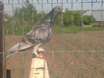 m 2013 ucraine - PORUMBEI CARE IAM VANDUT