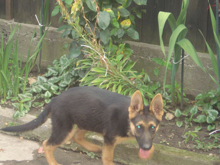 Picture 1065
