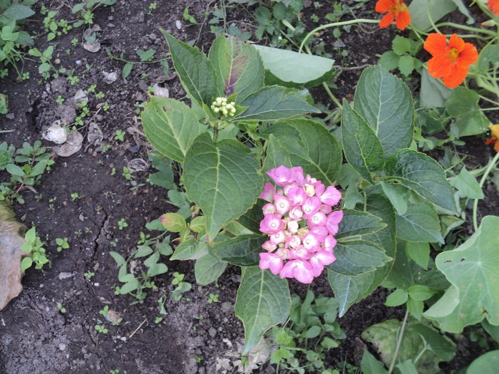 DSC04675