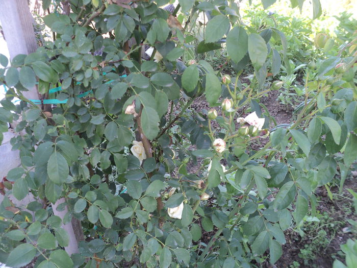 DSC04678