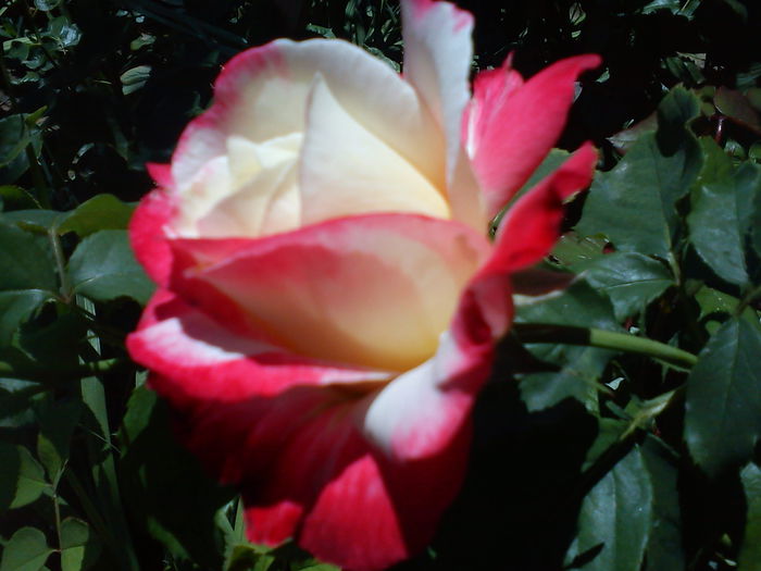DSC00001