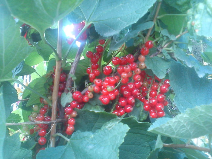 DSC00501