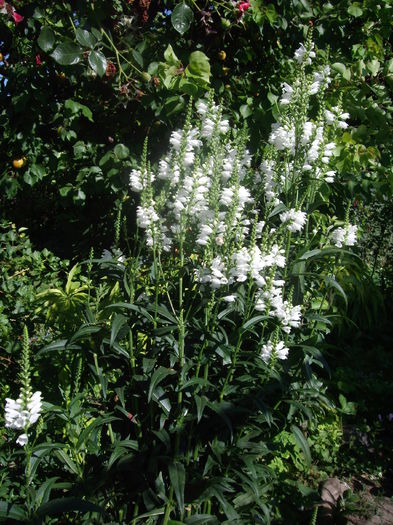 IMGP7126 - flori si trandafiri  - 2014