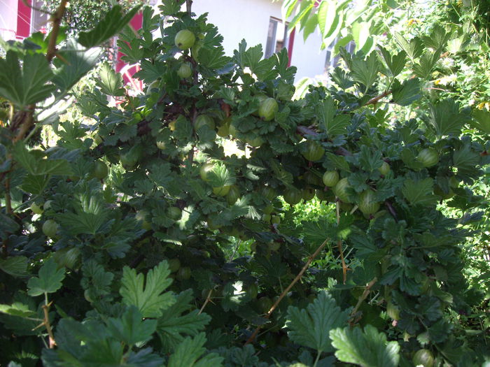 IMGP7128 - flori si trandafiri  - 2014