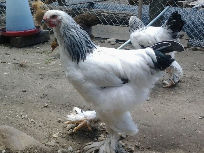 20140626_134318 - pui prima serie 2014         27 februarie