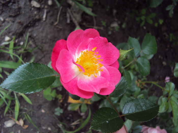 Heidetraum