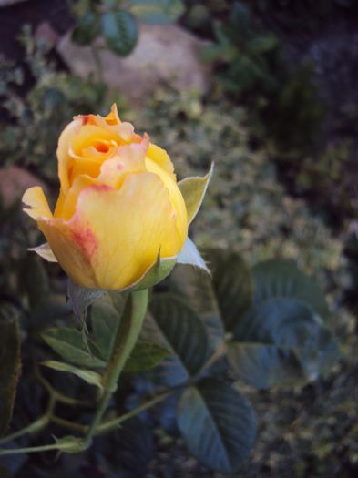 Cyrano de Bergerac- da - 1 Trandafiri- sumar