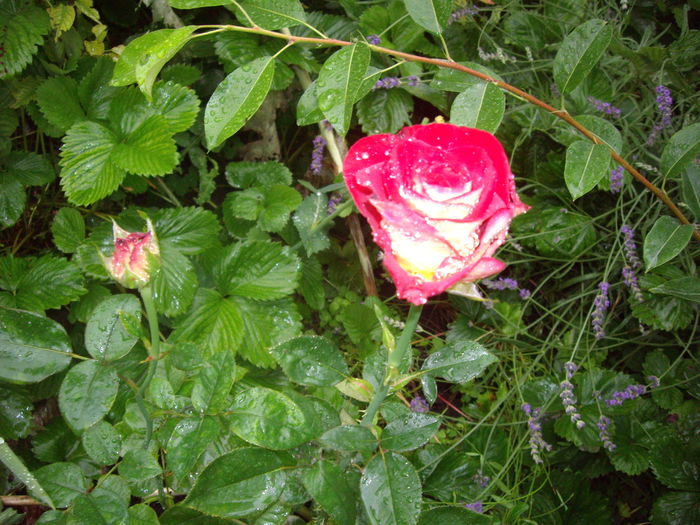 IMGP7095