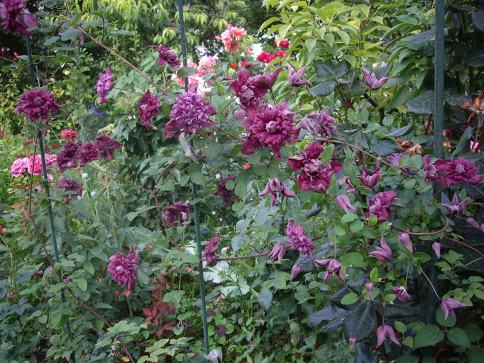 purpurea plena elegans