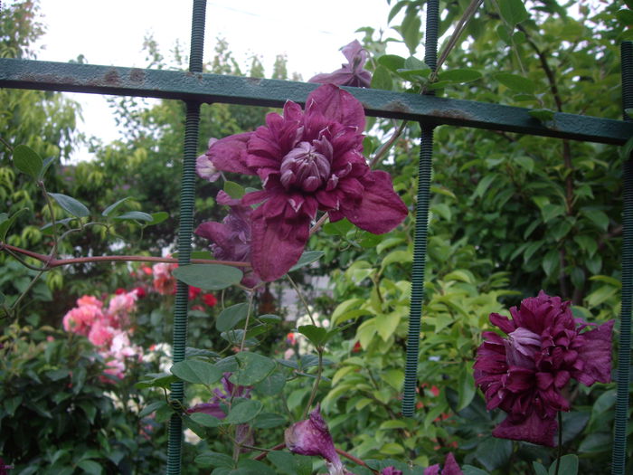 purpurea plena elegans