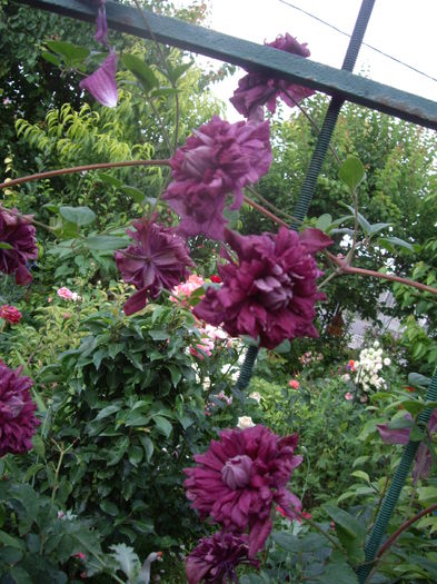 purpurea plena elegans