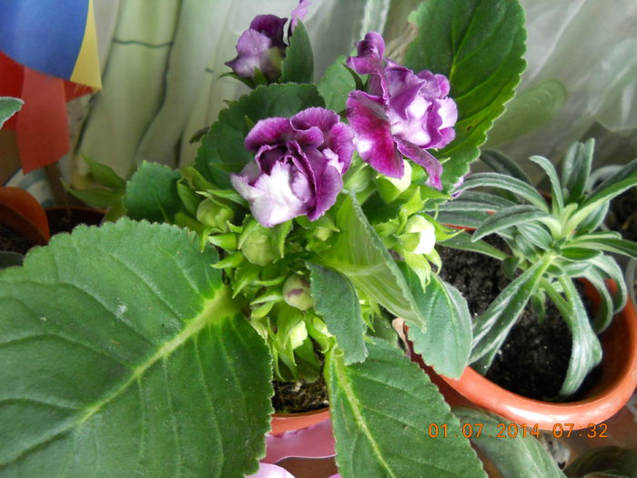 gloxinia - IULIE 2014