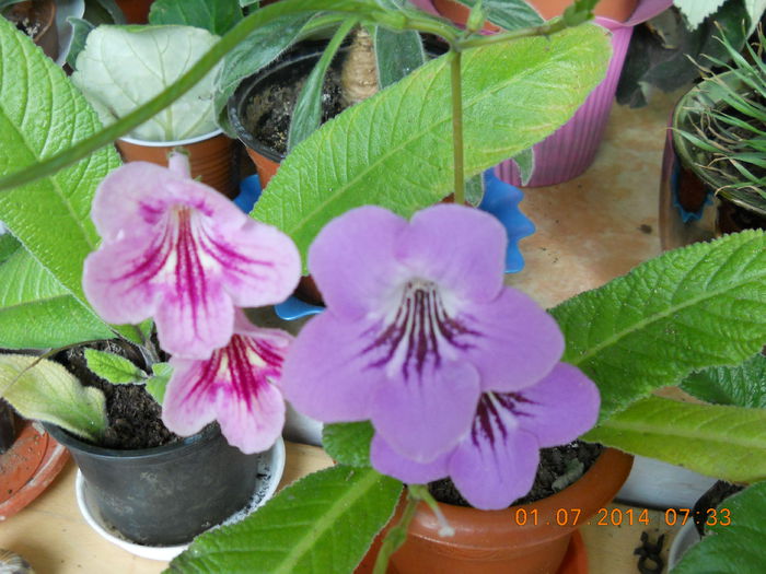 streptocarpus - IULIE 2014