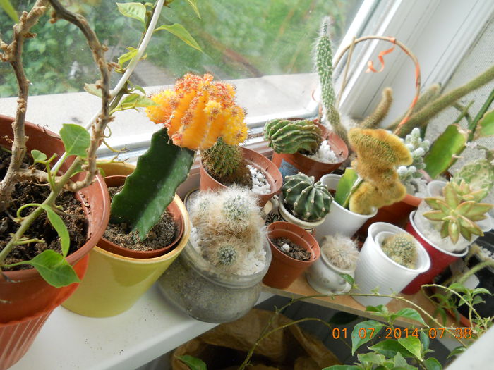 grup cactusi