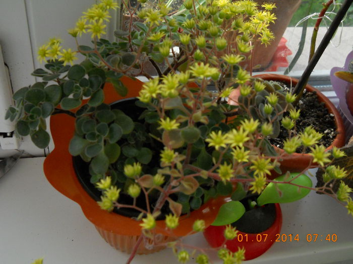 052 - IULIE 2014