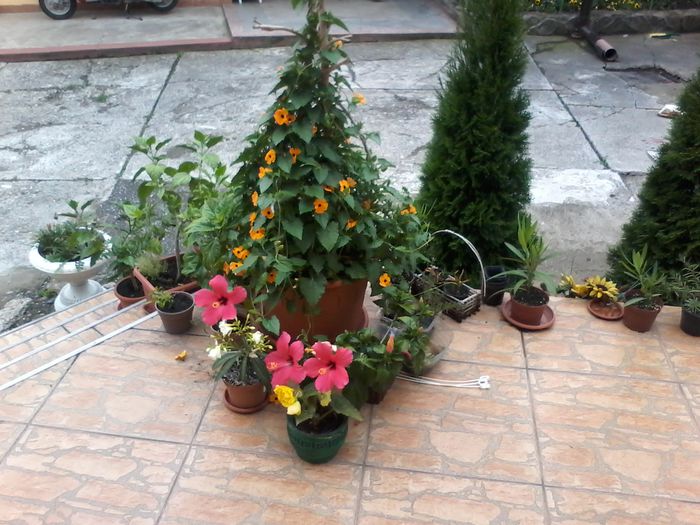 20140701_194100 - Hibiscus 2014-2015