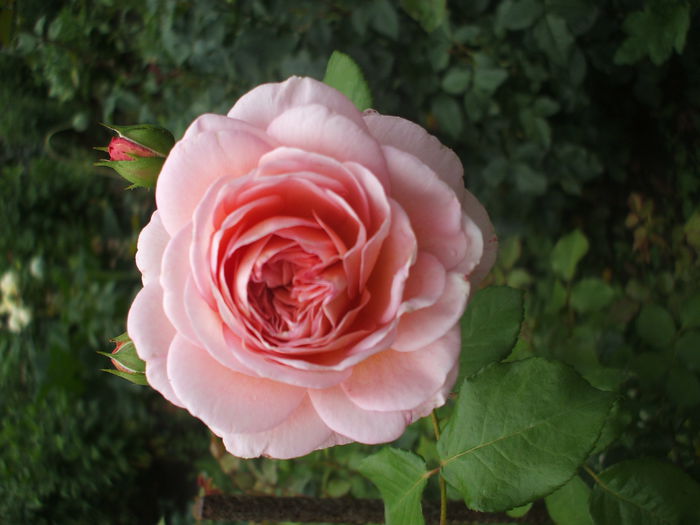 abrham d1 - trandafiri englezesti
