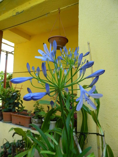 5.Agapanthus3 - 5_Mai 2014