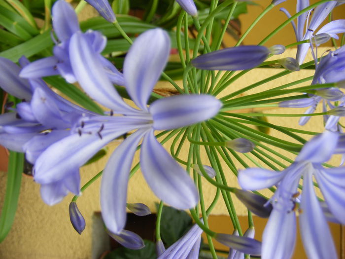 5.Agapanthus6