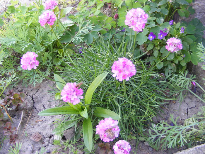 5.Armeria maritima1 - 5_Mai 2014