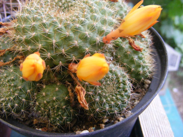 5.Cactus2h - 5_Mai 2014