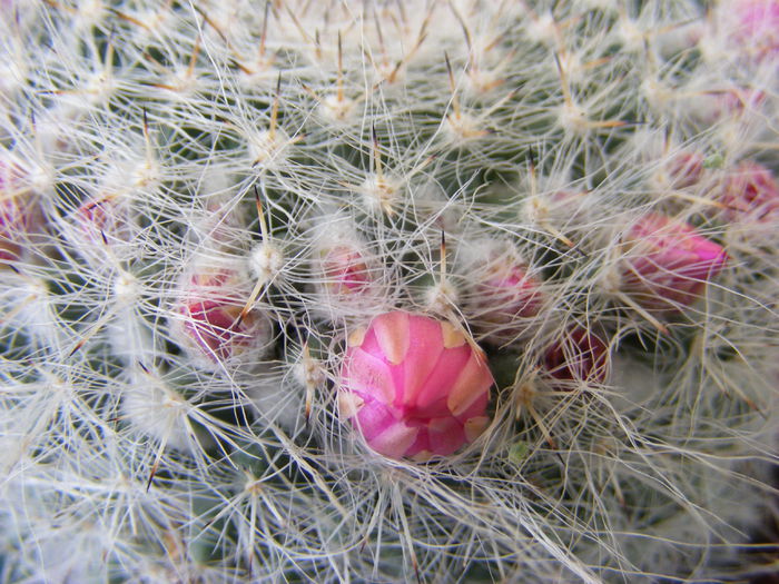 5.Cactus4b
