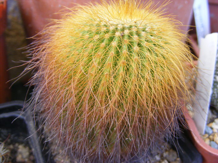 5.Cactus6a