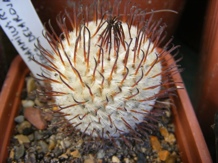 5.Cactus7a