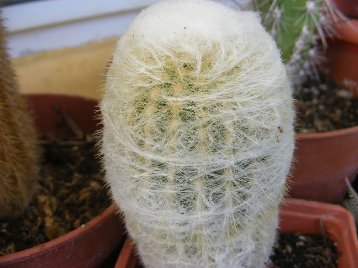 5.Cactus8a