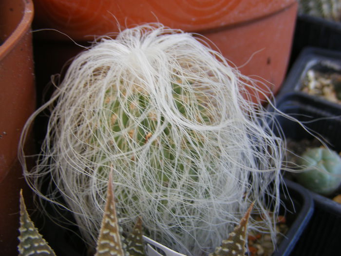 5.Cactus9a