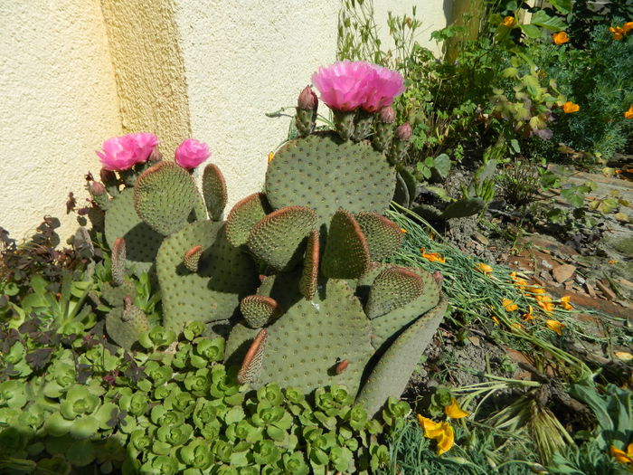 5.Cactus11c