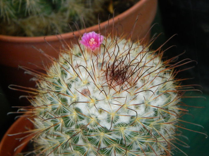 5.Cactus12a