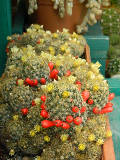 5.Cactus13b