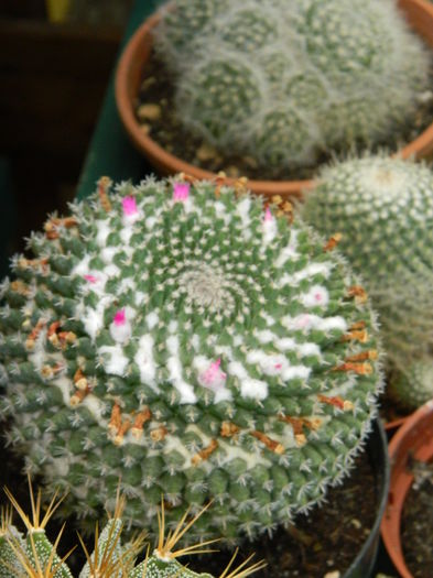 5.Cactus14a