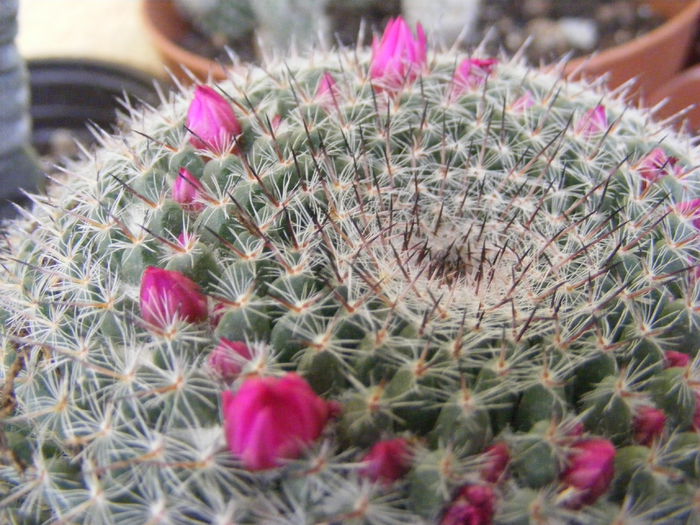 5.Cactus15a