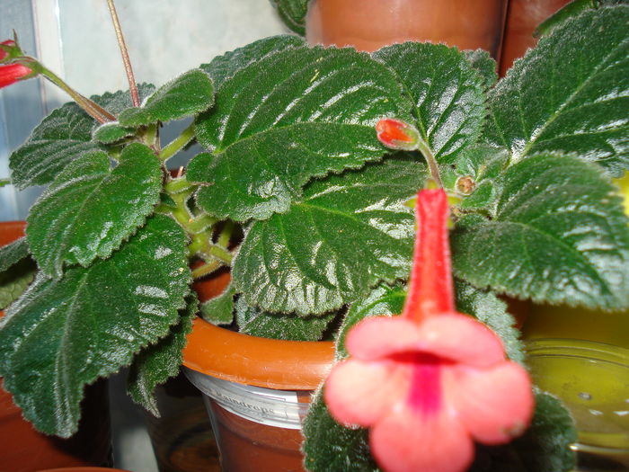 DSC08806 - FLORI 2014