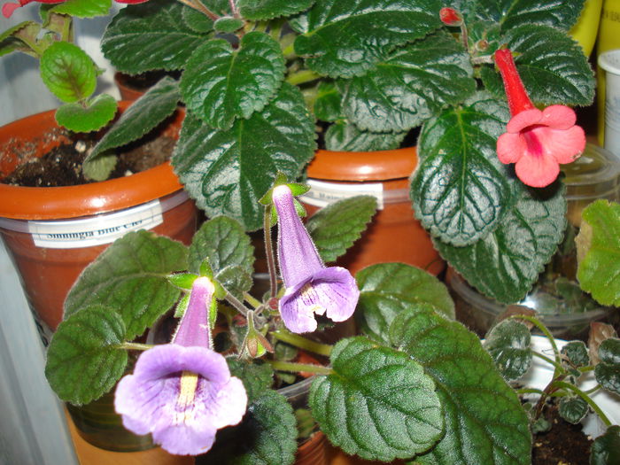 DSC08807 - FLORI 2014