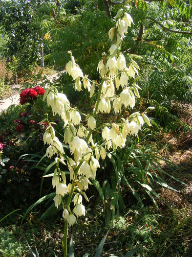 6.Yucca1a