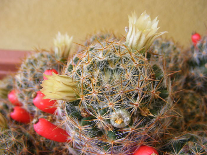 6.Cactus2a - 6_Iunie 2014