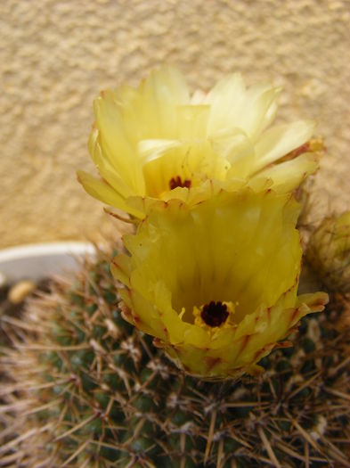 6.Cactus4a - 6_Iunie 2014