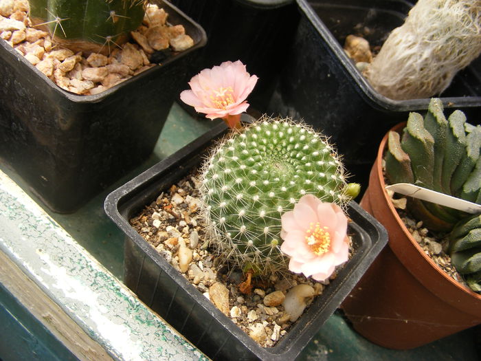 6.Cactus7b - 6_Iunie 2014
