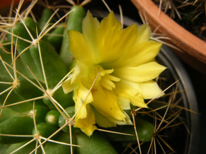 6.Cactus13b - 6_Iunie 2014