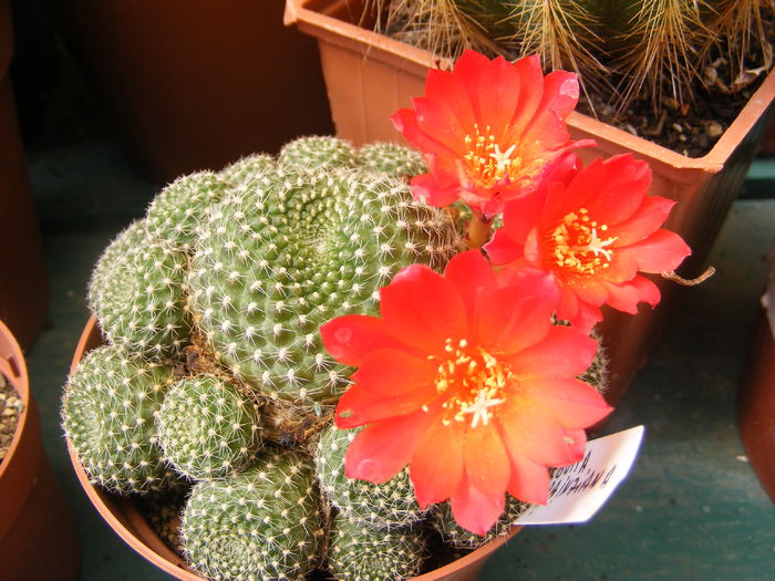 6.Cactus14a - 6_Iunie 2014